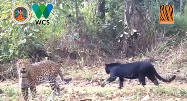 เผยคลิปครอบครัวเสือดาว-เสือดำ ป่าห้วยขาแข้ง เผยคลิปครอบครัวเสือดาว-เสือดำ ป่าห้วยขาแข้ง