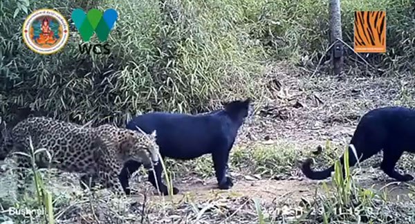 เผยคลิปครอบครัวเสือดาว-เสือดำ ป่าห้วยขาแข้ง เผยคลิปครอบครัวเสือดาว-เสือดำ ป่าห้วยขาแข้ง