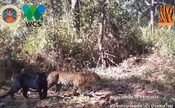 เผยคลิปครอบครัวเสือดาว-เสือดำ ป่าห้วยขาแข้ง เผยคลิปครอบครัวเสือดาว-เสือดำ ป่าห้วยขาแข้ง