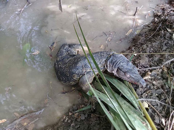 ชาวเน็ตถกสนั่น ตัวเงินตัวทอง เป็นสัตว์ป่าคุ้มครอง ชาวเน็ตถกสนั่น ตัวเงินตัวทอง เป็นสัตว์ป่าคุ้มครอง