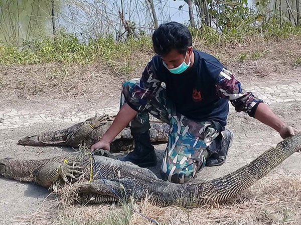 ชาวเน็ตถกสนั่น ตัวเงินตัวทอง เป็นสัตว์ป่าคุ้มครอง ชาวเน็ตถกสนั่น ตัวเงินตัวทอง เป็นสัตว์ป่าคุ้มครอง