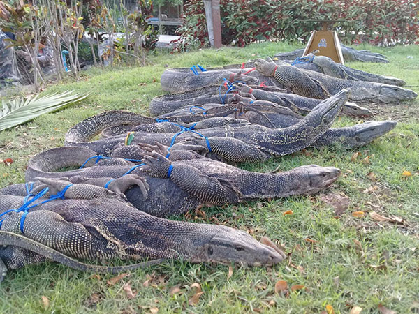 ชาวเน็ตถกสนั่น ตัวเงินตัวทอง เป็นสัตว์ป่าคุ้มครอง ชาวเน็ตถกสนั่น ตัวเงินตัวทอง เป็นสัตว์ป่าคุ้มครอง