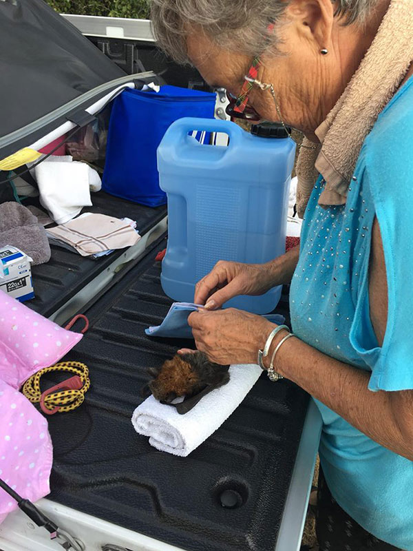 ค้างคาวตายกว่า 400 ตัว เหตุออสเตรเลียร้อนจัด ค้างคาวตายกว่า 400 ตัว เหตุออสเตรเลียร้อนจัด