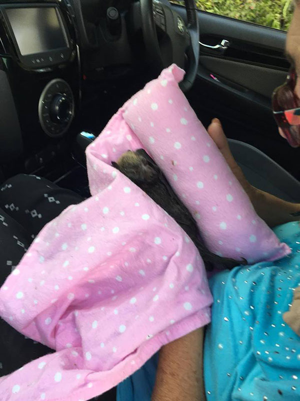 ค้างคาวตายกว่า 400 ตัว เหตุออสเตรเลียร้อนจัด ค้างคาวตายกว่า 400 ตัว เหตุออสเตรเลียร้อนจัด