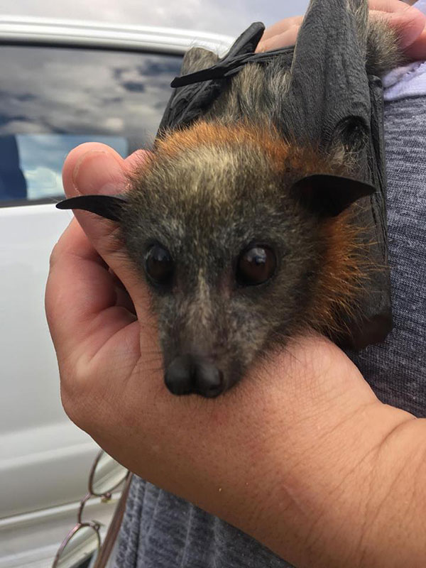 ค้างคาวตายกว่า 400 ตัว เหตุออสเตรเลียร้อนจัด ค้างคาวตายกว่า 400 ตัว เหตุออสเตรเลียร้อนจัด