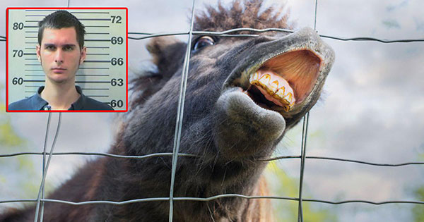 หนุ่ม 18 ปี แอบย่องข่มขืนม้า หนุ่ม 18 ปี แอบย่องข่มขืนม้า