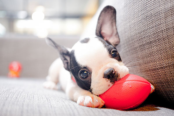 23 มีนาคม วันลูกหมาแห่งชาติ #NationalPuppyDay 23 มีนาคม วันลูกหมาแห่งชาติ #NationalPuppyDay