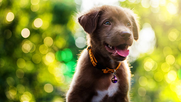 23 มีนาคม วันลูกหมาแห่งชาติ #NationalPuppyDay 23 มีนาคม วันลูกหมาแห่งชาติ #NationalPuppyDay