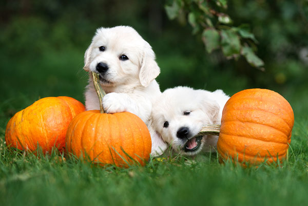23 มีนาคม วันลูกหมาแห่งชาติ #NationalPuppyDay 23 มีนาคม วันลูกหมาแห่งชาติ #NationalPuppyDay