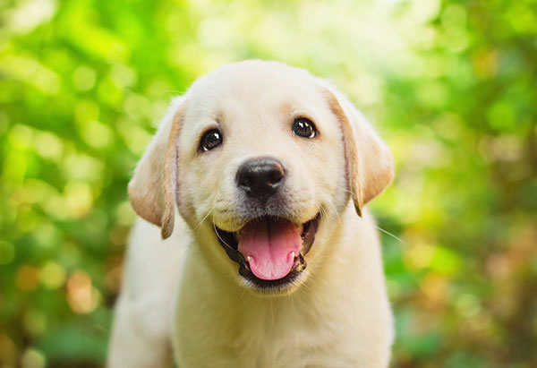 23 มีนาคม วันลูกหมาแห่งชาติ #NationalPuppyDay 23 มีนาคม วันลูกหมาแห่งชาติ #NationalPuppyDay