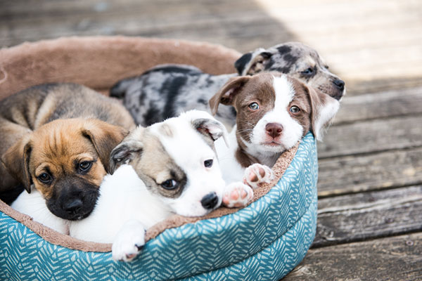 23 มีนาคม วันลูกหมาแห่งชาติ #NationalPuppyDay 23 มีนาคม วันลูกหมาแห่งชาติ #NationalPuppyDay