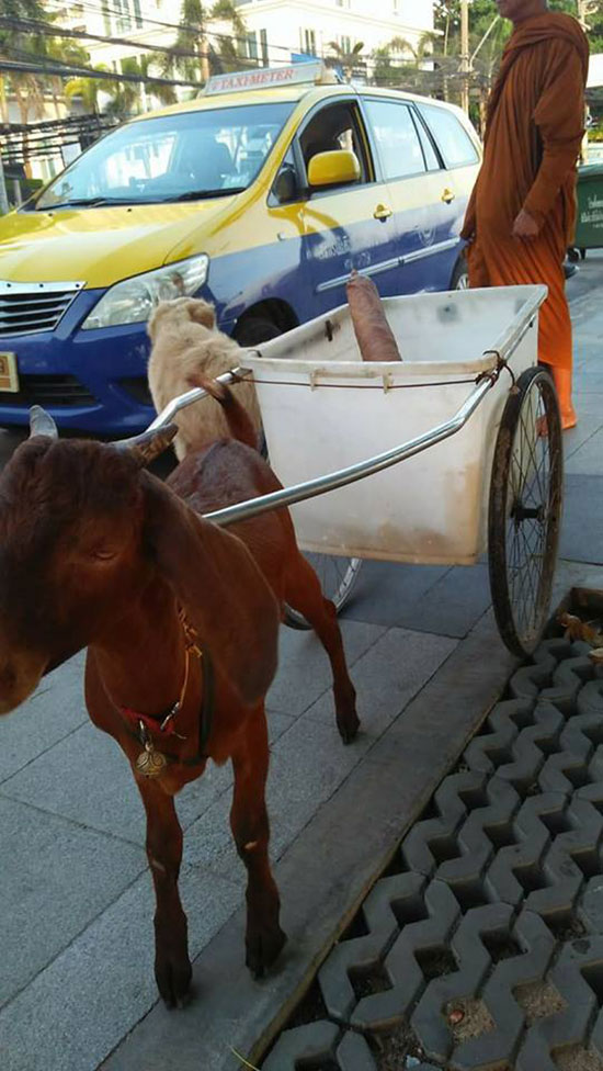 พระหนูที ใช้หมาลากรถบิณฑบาตโผล่ชลบุรี พระหนูที ใช้หมาลากรถบิณฑบาตโผล่ชลบุรี