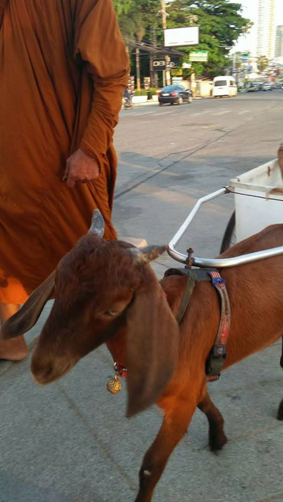 พระหนูที ใช้หมาลากรถบิณฑบาตโผล่ชลบุรี พระหนูที ใช้หมาลากรถบิณฑบาตโผล่ชลบุรี
