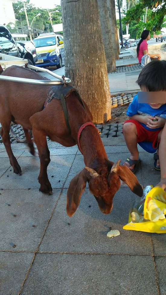 พระหนูที ใช้หมาลากรถบิณฑบาตโผล่ชลบุรี พระหนูที ใช้หมาลากรถบิณฑบาตโผล่ชลบุรี