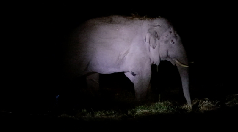 กระบะชนช้างป่าเขาใหญ่ ขณะกำลังข้ามถนน คนขับถูกช้างทับดับคาที่ กระบะชนช้างป่าเขาใหญ่ ขณะกำลังข้ามถนน คนขับถูกช้างทับดับคาที่