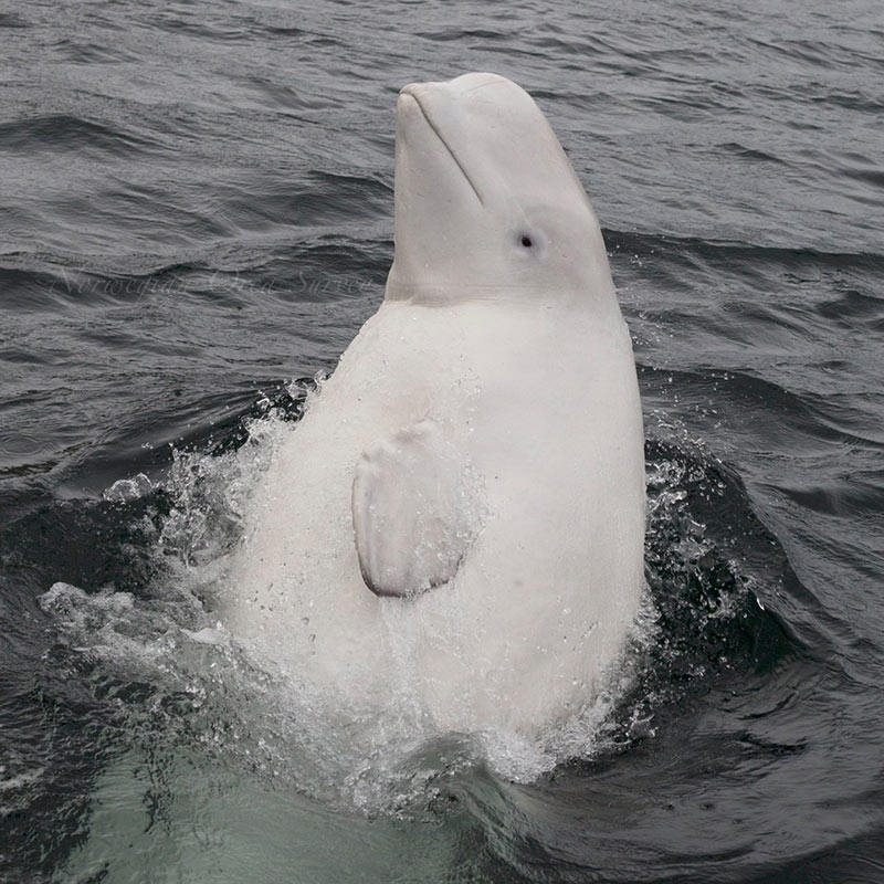 วาฬสายลับ รัสเซีย วาฬสายลับ รัสเซีย