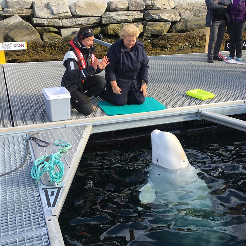 วาฬสายลับ รัสเซีย วาฬสายลับ รัสเซีย