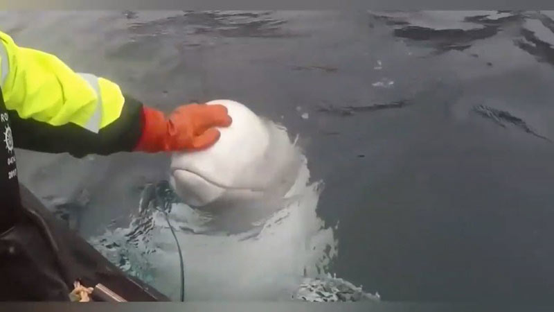 วาฬสายลับ รัสเซีย วาฬสายลับ รัสเซีย