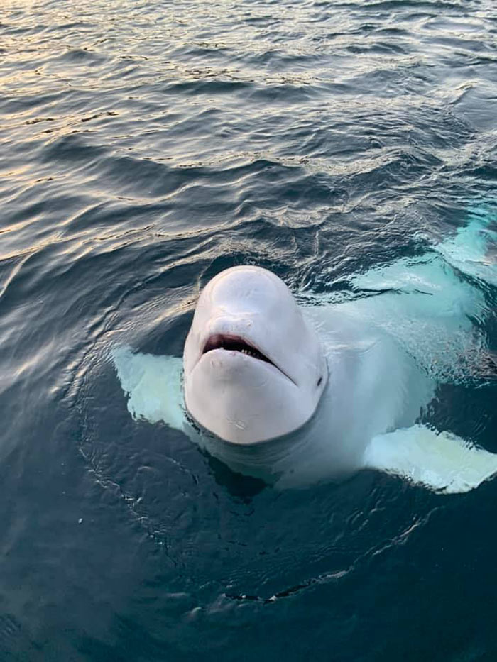 วาฬสายลับ รัสเซีย วาฬสายลับ รัสเซีย