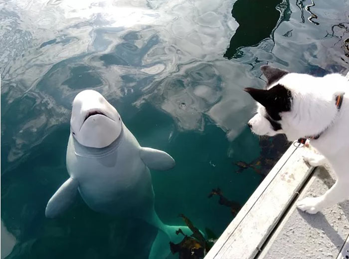 วาฬสายลับ รัสเซีย วาฬสายลับ รัสเซีย