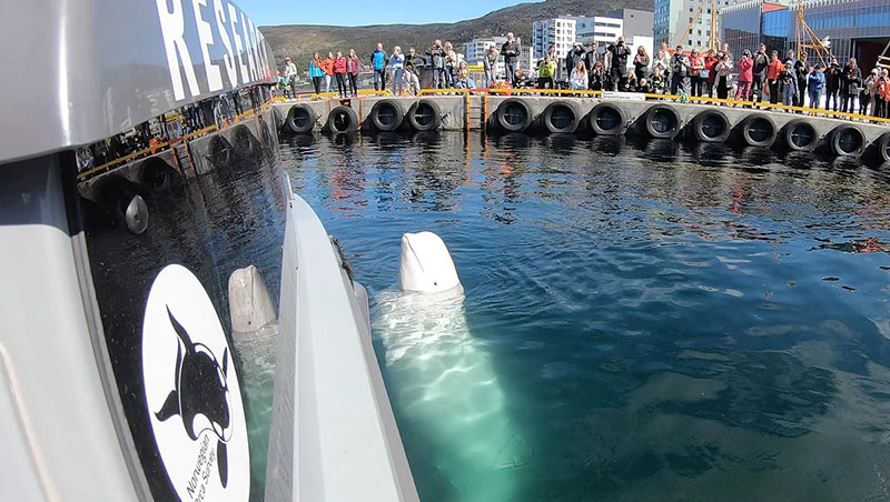 วาฬสายลับ รัสเซีย วาฬสายลับ รัสเซีย