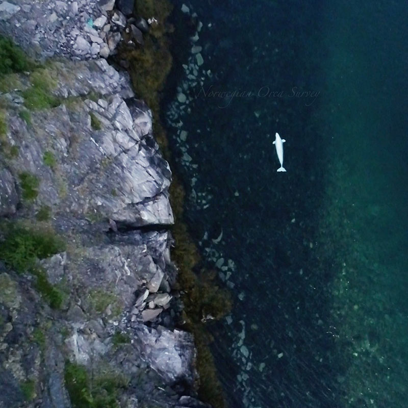 วาฬสายลับ รัสเซีย วาฬสายลับ รัสเซีย