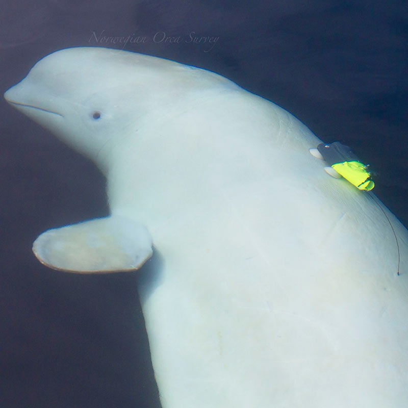 วาฬสายลับ รัสเซีย วาฬสายลับ รัสเซีย