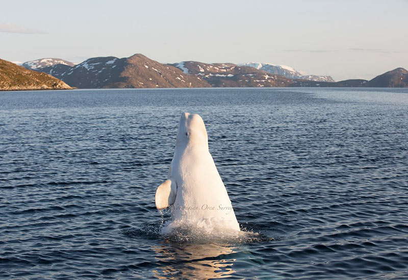 วาฬสายลับ รัสเซีย วาฬสายลับ รัสเซีย