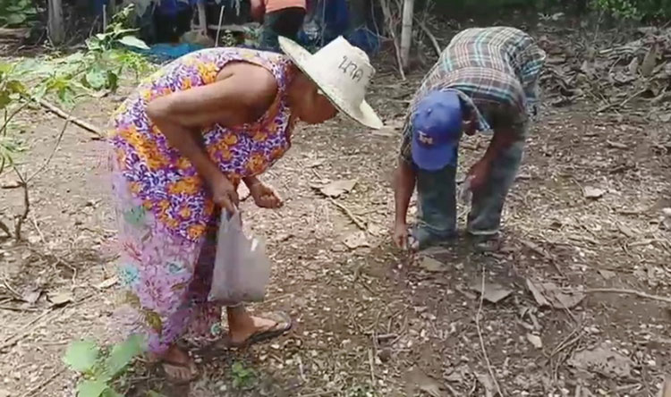 ข้าวตอกพระร่วง ข้าวตอกพระร่วง