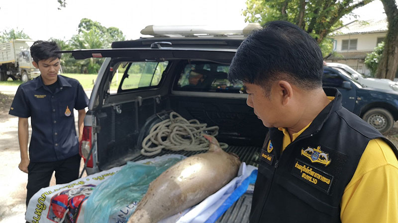 พะยูนเกยตื้นตาย พะยูนเกยตื้นตาย