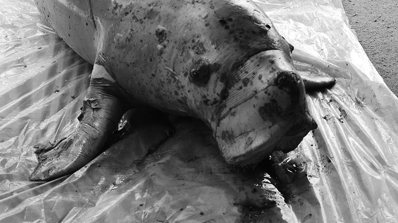 พะยูนเกยตื้นตาย พะยูนเกยตื้นตาย