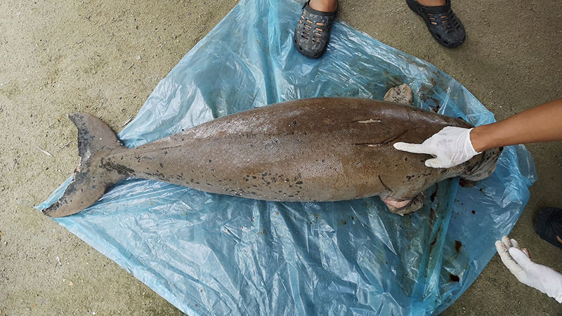 พะยูนเกยตื้นตาย พะยูนเกยตื้นตาย