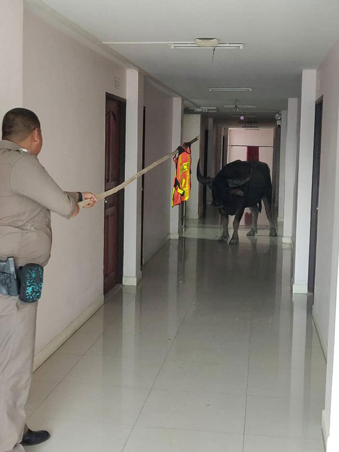 โซเชียลลั่น !! ตำรวจหนุ่มขอเมียอย่าโกรธ ที่กลับบ้านช้า ติดภารกิจ.. พาไอ้ทุยกลับคอก โซเชียลลั่น !! ตำรวจหนุ่มขอเมียอย่าโกรธ ที่กลับบ้านช้า ติดภารกิจ.. พาไอ้ทุยกลับคอก