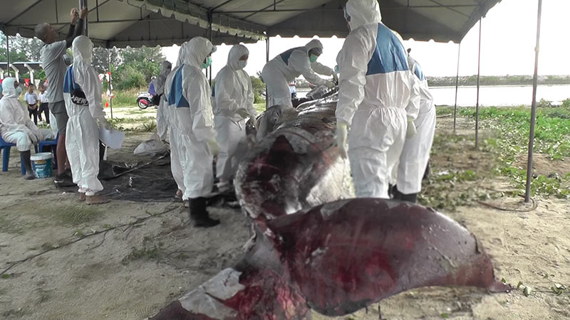 ให้รางวัล 50,000 บาท คนแจ้งเบาะแส ใครฆ่าวาฬบรูด้าตาย กลางทะเลสุราษฎร์ ให้รางวัล 50,000 บาท คนแจ้งเบาะแส ใครฆ่าวาฬบรูด้าตาย กลางทะเลสุราษฎร์