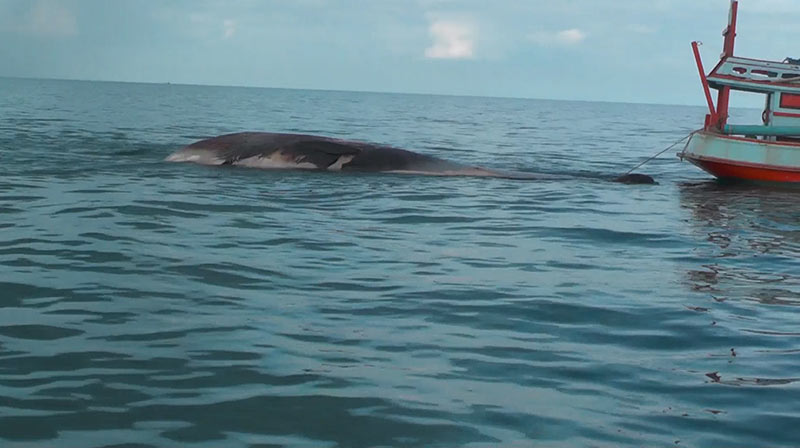 ให้รางวัล 50,000 บาท คนแจ้งเบาะแส ใครฆ่าวาฬบรูด้าตาย กลางทะเลสุราษฎร์ ให้รางวัล 50,000 บาท คนแจ้งเบาะแส ใครฆ่าวาฬบรูด้าตาย กลางทะเลสุราษฎร์