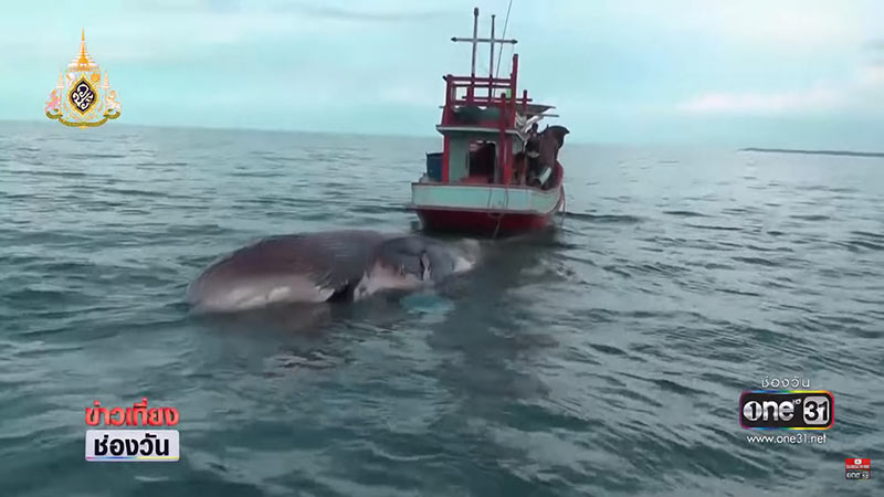 ให้รางวัล 50,000 บาท คนแจ้งเบาะแส ใครฆ่าวาฬบรูด้าตาย กลางทะเลสุราษฎร์ ให้รางวัล 50,000 บาท คนแจ้งเบาะแส ใครฆ่าวาฬบรูด้าตาย กลางทะเลสุราษฎร์