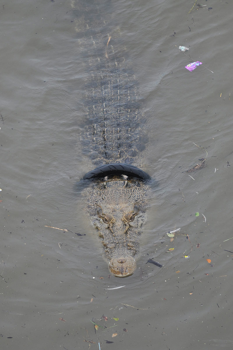 จระเข้ถูกยางรถรัดคอ จระเข้ถูกยางรถรัดคอ