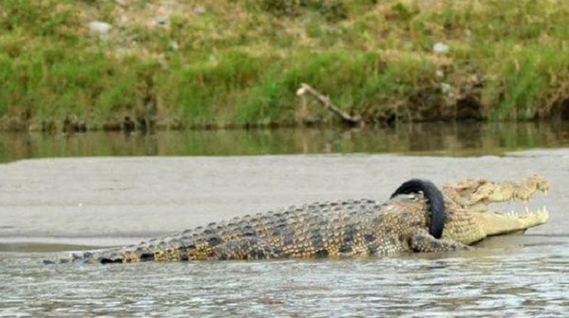 จระเข้ถูกยางรถรัดคอ จระเข้ถูกยางรถรัดคอ