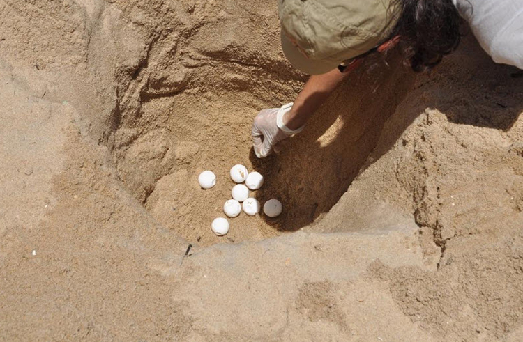 เต่ากระ เต่ากระ