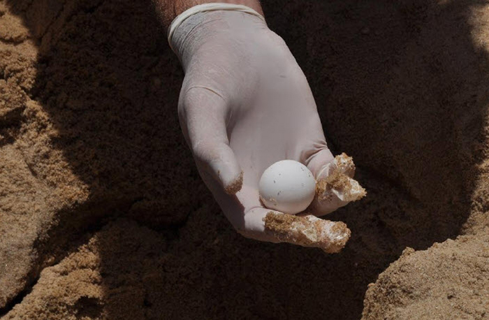 เต่ากระ เต่ากระ