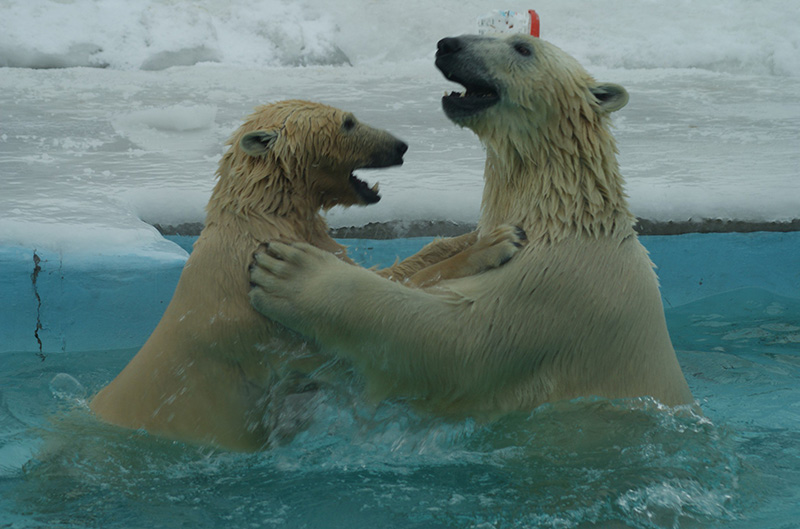หมีขาวรัสเซีย หมีขาวรัสเซีย