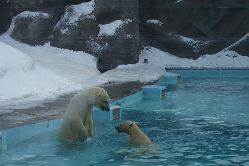 หมีขาวรัสเซีย หมีขาวรัสเซีย