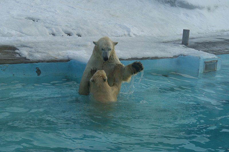 หมีขาวรัสเซีย หมีขาวรัสเซีย