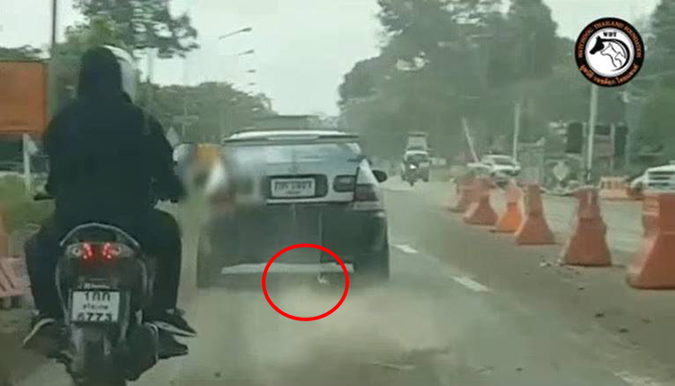 ขับรถลากหมา ขับรถลากหมา