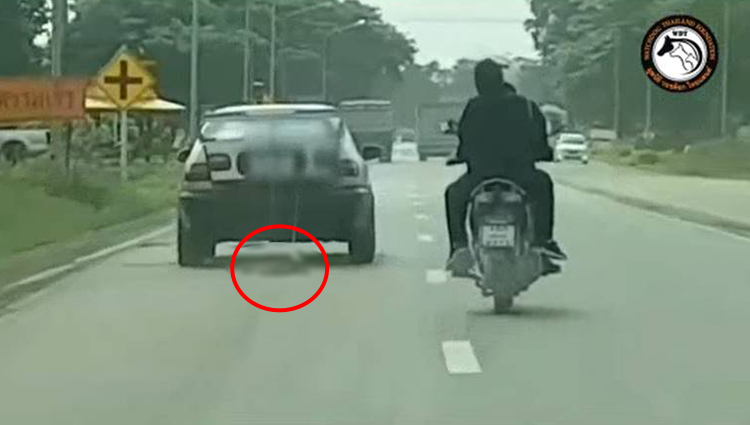 ขับรถลากหมา ขับรถลากหมา