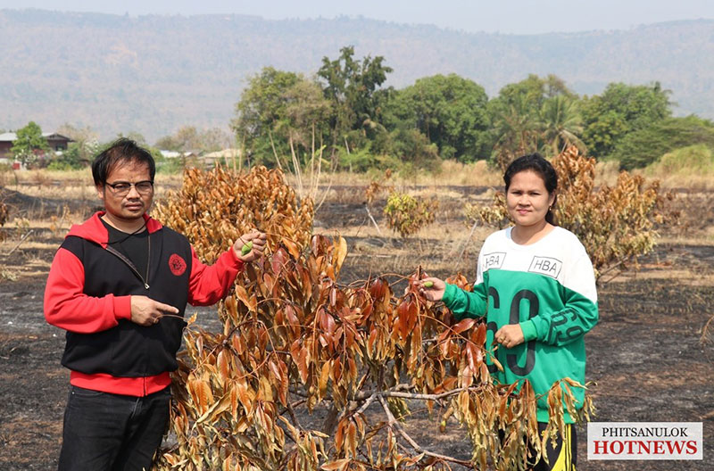 ไฟไหม้สวนมะม่วง พิษณุโลก ไฟไหม้สวนมะม่วง พิษณุโลก