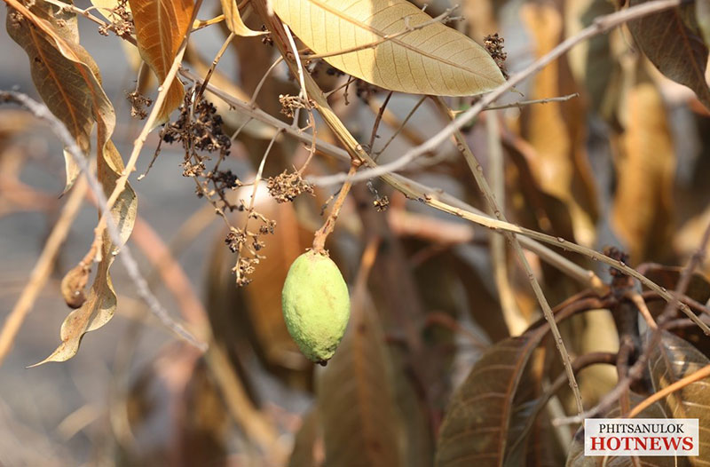 ไฟไหม้สวนมะม่วง พิษณุโลก ไฟไหม้สวนมะม่วง พิษณุโลก