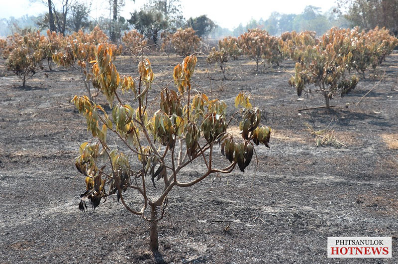 ไฟไหม้สวนมะม่วง พิษณุโลก ไฟไหม้สวนมะม่วง พิษณุโลก