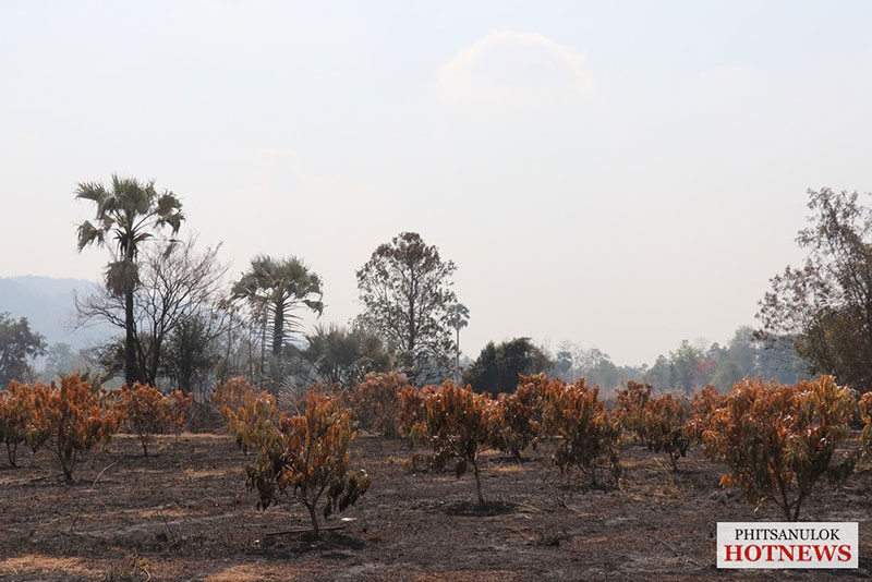 ไฟไหม้สวนมะม่วง พิษณุโลก ไฟไหม้สวนมะม่วง พิษณุโลก