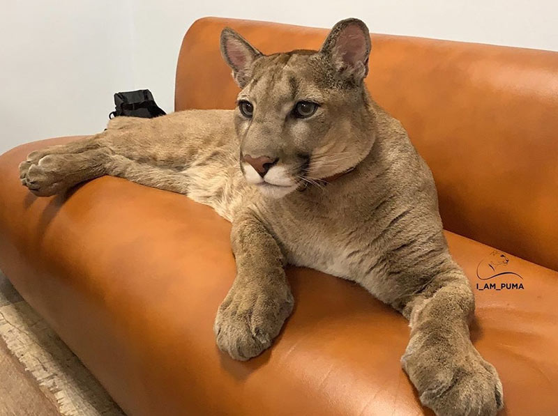 เสือพูม่า เสือพูม่า